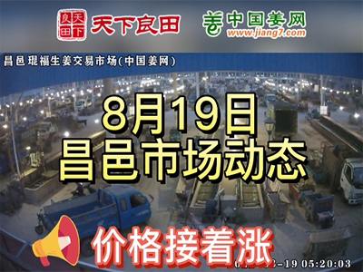 8月19日 昌邑生姜交易实况（价格再上涨） ()