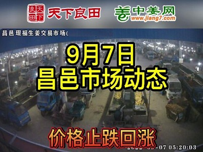 9月7日 昌邑生姜交易实况（止跌回涨） ()
