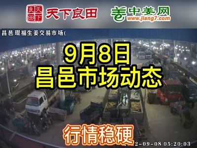 9月8日 昌邑生姜交易实况（价格稳硬） ()