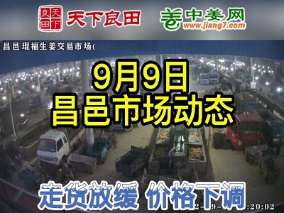 9月9日 昌邑生姜交易实况（价格下调） ()