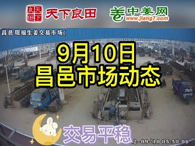 9月10日 昌邑生姜交易实况（价格平稳） ()