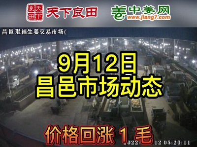 9月12日 昌邑生姜交易实况（涨价1毛） ()
