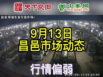 9月13日 昌邑生姜交易实况（价格偏弱） ()