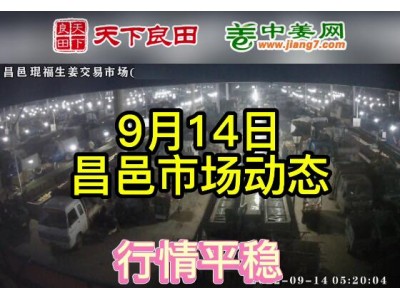 9月14日 昌邑生姜交易实况（价格平稳） ()