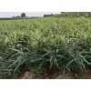 350亩青苗姜出售15832154194