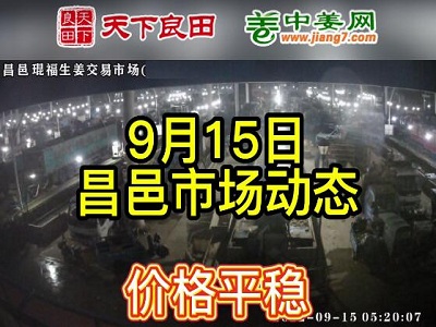 9月15日 昌邑生姜交易实况（价格平稳） ()