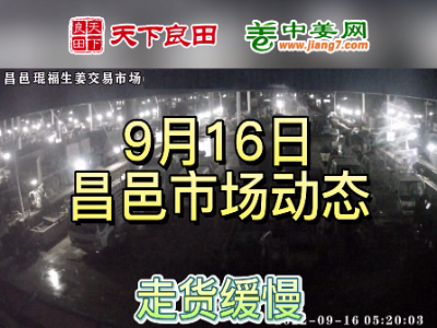 9月16日 昌邑生姜交易实况（走货缓慢） ()