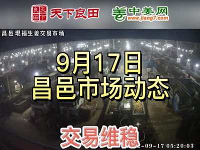 9月17日 昌邑生姜交易实况（交易维稳） ()