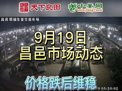 9月19日 昌邑生姜交易实况（价格弱稳） ()