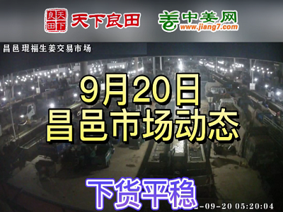 9月20日 昌邑生姜交易实况（稳中有硬） ()