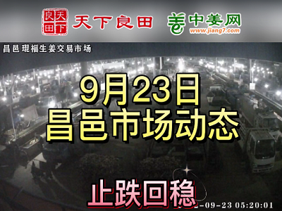 9月23日 昌邑生姜交易实况（止跌回稳） ()