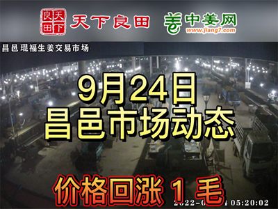 9月24日 昌邑生姜交易实况（涨价1毛） ()