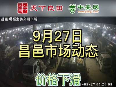9月27日 昌邑生姜交易实况（价格偏弱） ()