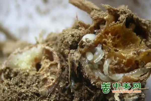 存姜储姜不用愁，噻虫胺是您好帮手 ()