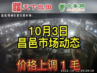 10月3日 昌邑生姜交易实况（价格涨1毛） ()