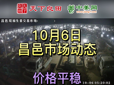 10月6日 昌邑生姜交易实况（价格平稳） ()