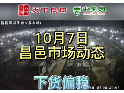 10月7日 昌邑生姜交易实况（走货平稳） ()