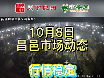 10月8日 昌邑生姜交易实况（行情平稳） ()