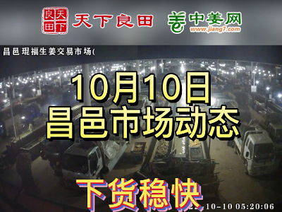 10月10日 昌邑生姜交易实况（下货稳快） ()