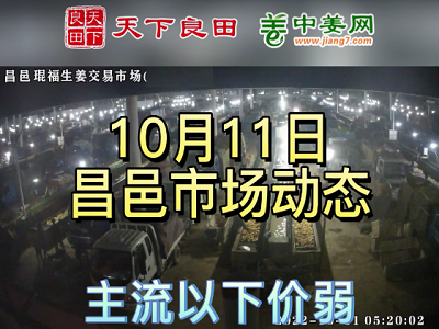 10月11日 昌邑生姜交易实况（优稳次缓） ()