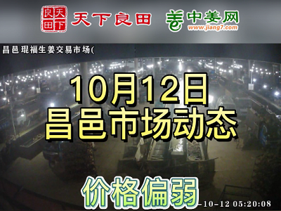10月12日 昌邑生姜交易实况（价格偏弱） ()