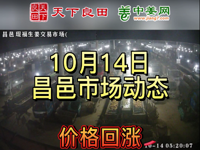 10月14日 昌邑生姜交易实况（价格回涨） ()