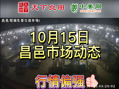 10月15日 昌邑生姜交易实况（价格再涨） ()