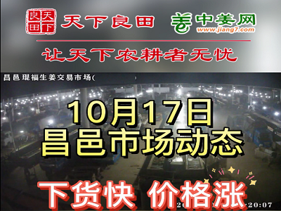 10月17日 昌邑生姜交易实况（价格继续涨） ()