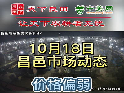 10月18日 昌邑生姜交易实况（价格偏弱） ()
