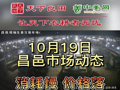 10月19日 昌邑生姜交易实况（价格落） ()