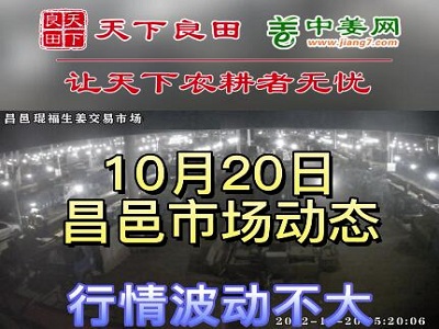 10月20日 昌邑生姜交易实况（走货平稳） ()