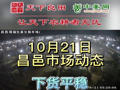 10月21日 昌邑生姜交易实况（走货平稳） ()