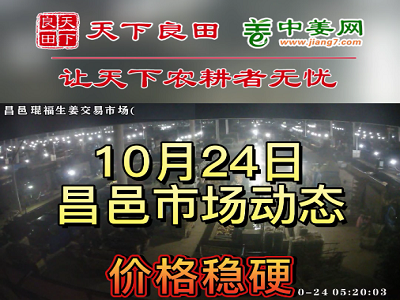 10月24日 昌邑生姜交易实况（价格稳硬） ()