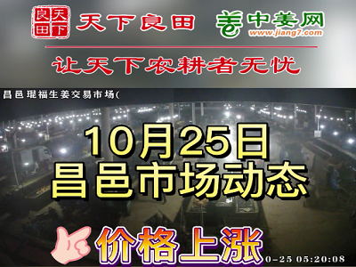 10月25日 昌邑生姜交易实况（价格上涨） ()