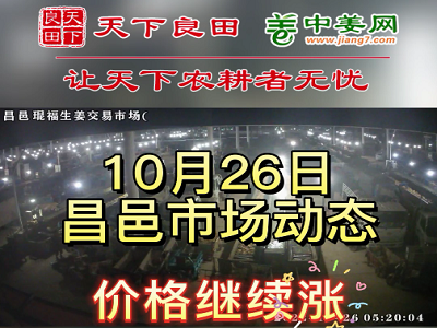 10月26日 昌邑生姜交易实况（价格继续涨） ()