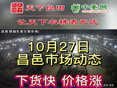 10月27日 昌邑生姜交易实况（价格继续涨） ()