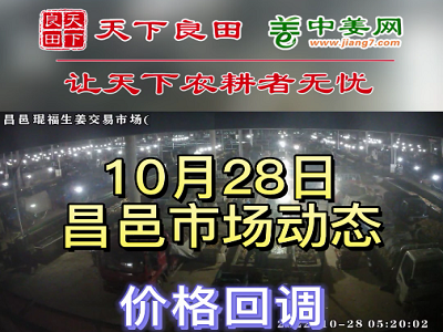 10月28日 昌邑生姜交易实况（价格回调） ()