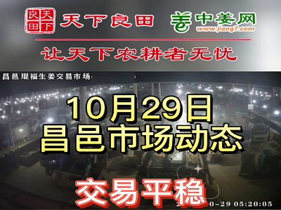 10月29日 昌邑生姜交易实况（价格平稳） ()