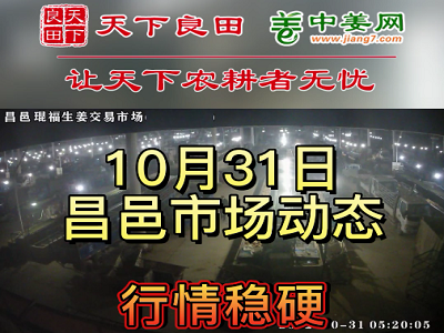 10月31日 昌邑生姜交易实况（价格上涨） ()