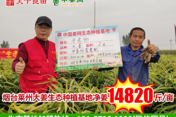 2022年南北方大小姜测产总结 ()