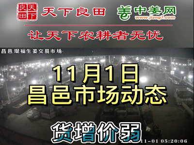 11月1日 昌邑生姜交易实况（货增价弱） ()