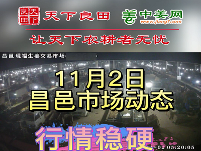 11月2日 昌邑生姜交易实况（价格稳硬） ()