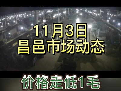 11月3日 昌邑生姜交易实况（价格跌1毛） ()