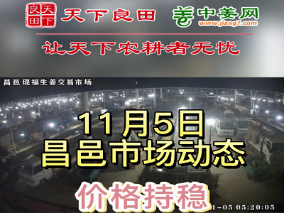 11月5日 昌邑生姜交易实况（价格平稳） ()