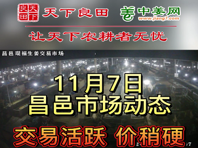 11月7日 昌邑生姜交易实况（价格偏硬） ()