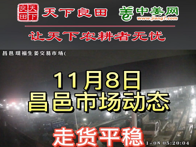 11月8日 昌邑生姜交易实况（走货平稳） ()