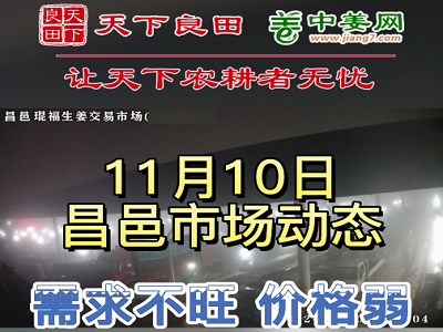 11月10日 昌邑生姜交易实况（走货慢价格落） ()