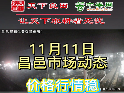 11月11日 昌邑生姜交易实况（价格稳） ()