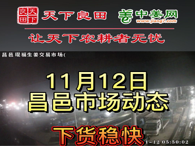 11月12日 昌邑生姜交易实况（下货稳快） ()