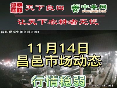 11月14日 昌邑生姜交易实况（价格偏弱） ()